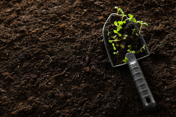 Seedlings are ready for planting. Small green plants on a garden shovel with space for text....