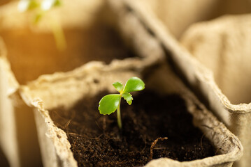A small green sprout in a peat pot against the background of the earth, planting plants in the...