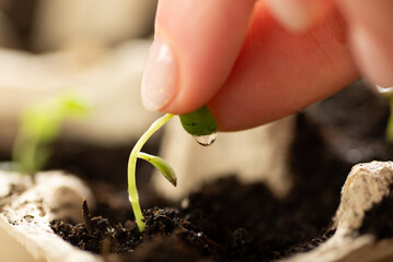 A small green sprout in a peat pot against the background of the earth, planting plants in the spring in open ground. Eco care concept, germinating seeds in peat pots
