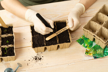 A woman is planting vegetable seeds in peat pots. Seed pot markings. Growing plant seedlings in...
