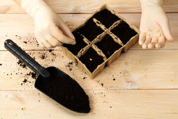 A woman is planting vegetable seeds in peat pots. Growing plant seedlings in pots. Home hobby