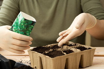 A woman is planting vegetable seeds in peat pots. Growing plant seedlings in pots. Home hobby