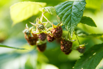 Raspberry bush with green berries not yet ripe, grows and sings in sun