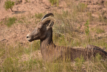 Poised Bighorn Sheep Resting in the Badlands