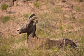 Summer Day with a Bighorn Sheep Resting