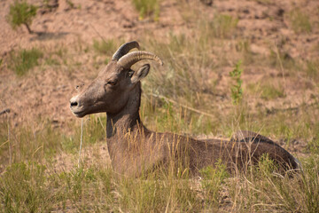Young Resting Bighorn Sheep in South Dakota