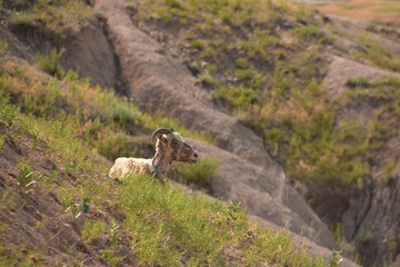 Bighorn Sheep Resting on a Hillside in South Dakota