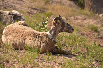 Bighorn Sheep Laying Down in the Badlands