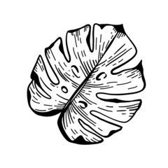 Vector illustration, leaf, flora, isolated on white background.