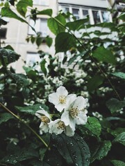 white flowers in the garden