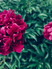 pink flowers in the garden