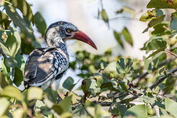 Southern red-billed hornbill (Tockus erythrorhynchus) perched on the branch, Okavango delta, Botswana
