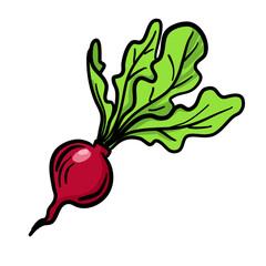 Vector illustration, radish isolated on white background.
