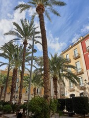 Spain, Alicante, October 2019, city street with colorful houses and palm trees