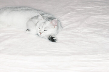 the cat is lying on a white blanket