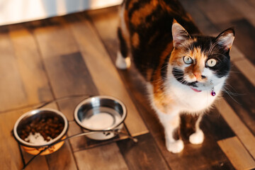 The cat looks up. A tricolor cat is begging for food on the kitchen floor. A cat with cute eyes is...
