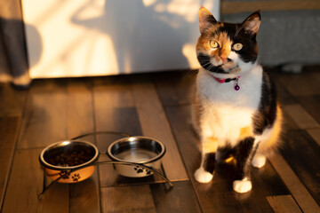 A cat with cute eyes is asking for food on the kitchen floor. The cat looks up. A tricolor cat is...