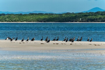 Biguás sobre banco de areia no litoral do Paraná