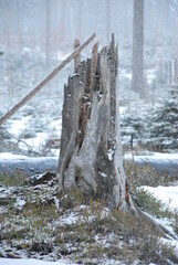 Broken tree in snow