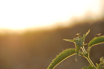 Flies and sunset