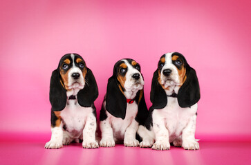 basset hound cute puppies photo shoot pet studio photography

