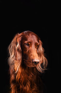 irish setter dog lovely portrait on black background magic light
