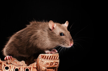 decorative rat lovely pet portrait on black background magical light
