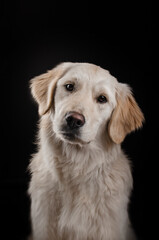 golden retriever dog lovely portrait on black background magical light
