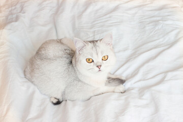 Obraz premium the cat is lying on a white blanket