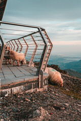 Snowdon Peak at Sunset