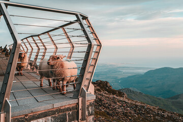 Snowdon Peak at Sunset