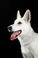 white swiss shepherd dog lovely portrait on black background magical light

