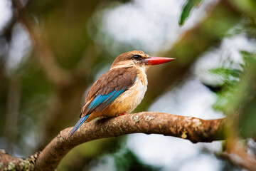 The brown-headed kingfisher(Halcyon albiventris), very close in detail, clearly sits on a branch in...