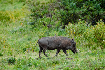 a male of common warthog and a red-billed starling on his back look closely at the camera in a natural environment in the African Park