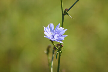 Common chicory in bloom closeup view with green blurred background