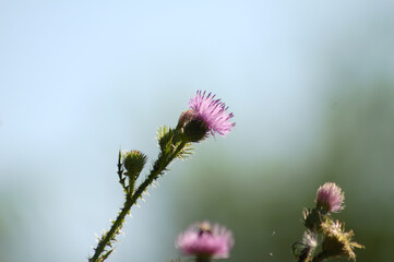 Spiny plumeless thistle in bloom closeup view with blurred background