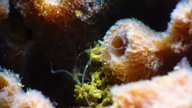 Marine worm polychaete, lives in a tube and eats detritus. Sponge Haliclona, Black Sea