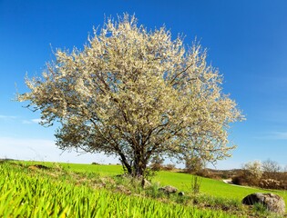 white flowering blackthorn bush or tree and green field