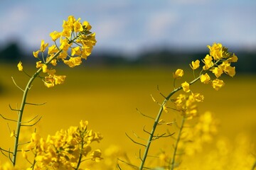 Obraz premium rapeseed canola or colza in latin Brassica Napus