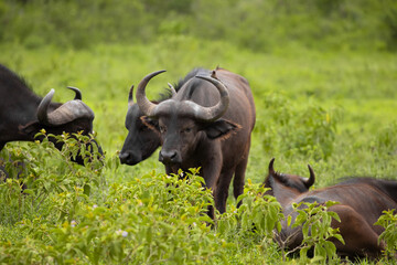 a herd of African black buffaloes in a natural environment, in a tanzanian national park, looks very close at the camera. buffalo portrait