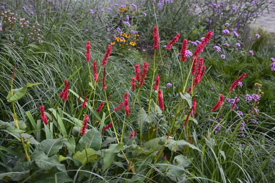 Flowering flames of the knotweed Persicaria amplexicaulis firetail in the morning light