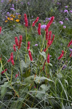 Flowering flames of the knotweed Persicaria amplexicaulis firetail in the morning light