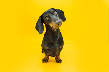 Portrait attentive teckel puppy dog tilting head side. Isolated on yellow colored background