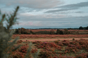 New Forest Sunset
