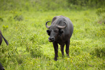 a red-billed buffalo starling sitting on African black buffaloes in a natural environment, in a tanzanian national park, looks very close at the camera. buffalo portrait