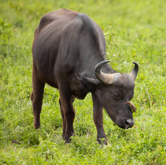 African black buffaloes in a natural environment, in a tanzanian national park, looks very close at the camera. buffalo portrait
