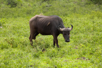 Obraz premium a red-billed buffalo starling sitting on African black buffaloes in a natural environment, in a tanzanian national park, looks very close at the camera. buffalo portrait