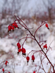 Bush with ripe wild rose berries covered with snow on the background of white snow