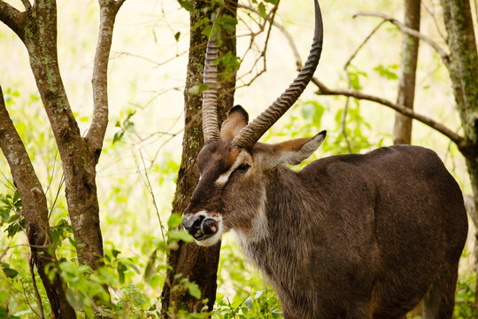 a male common waterbuck stands very close to the camera against the backdrop of trees, looking into the camera in arusha national african park. Very funny tongue sticking out