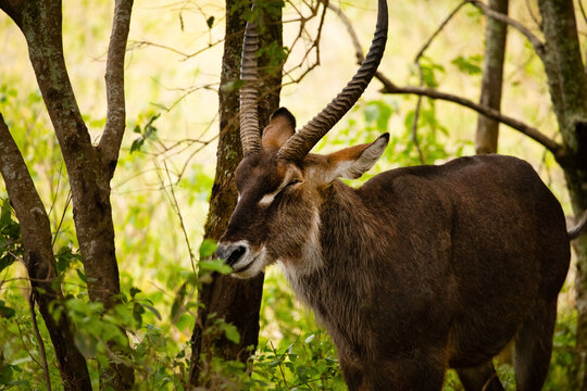close-up photo of male common waterbuck stands very close to the camera against the backdrop of trees, looking into the camera national african park.